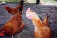 Long Neck and some of our Chickens at feeding time